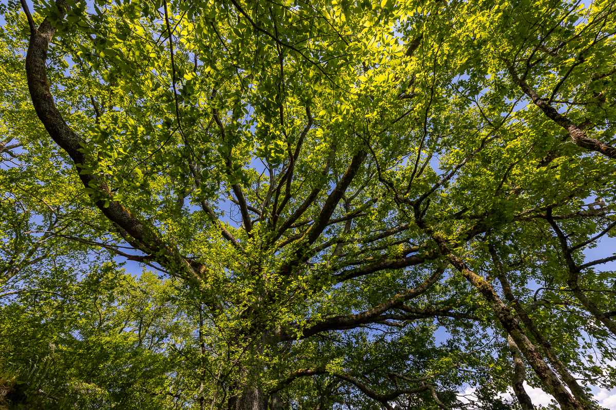 _H6A8058.jpg