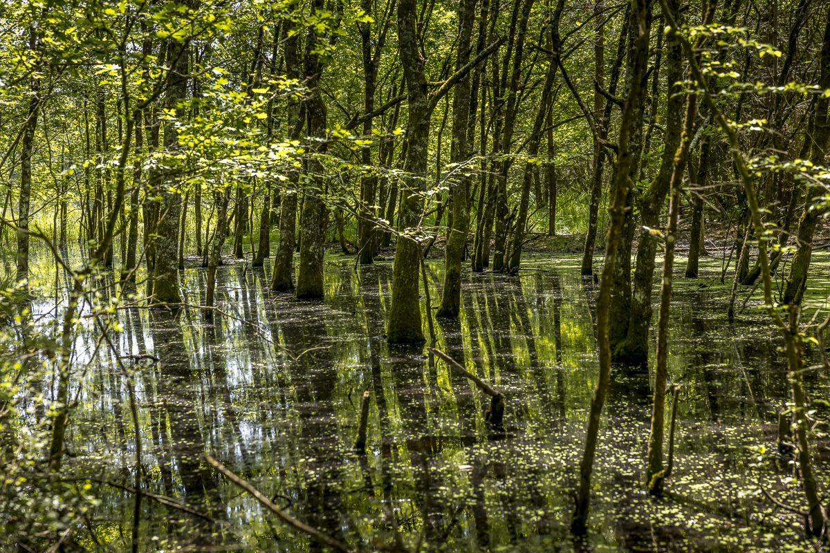 _H6A7962_web.jpg