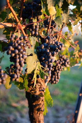 _DSC8592_web.jpg