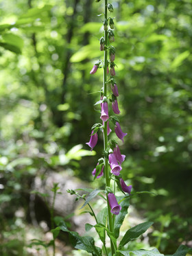 DSCF4995_web.jpg