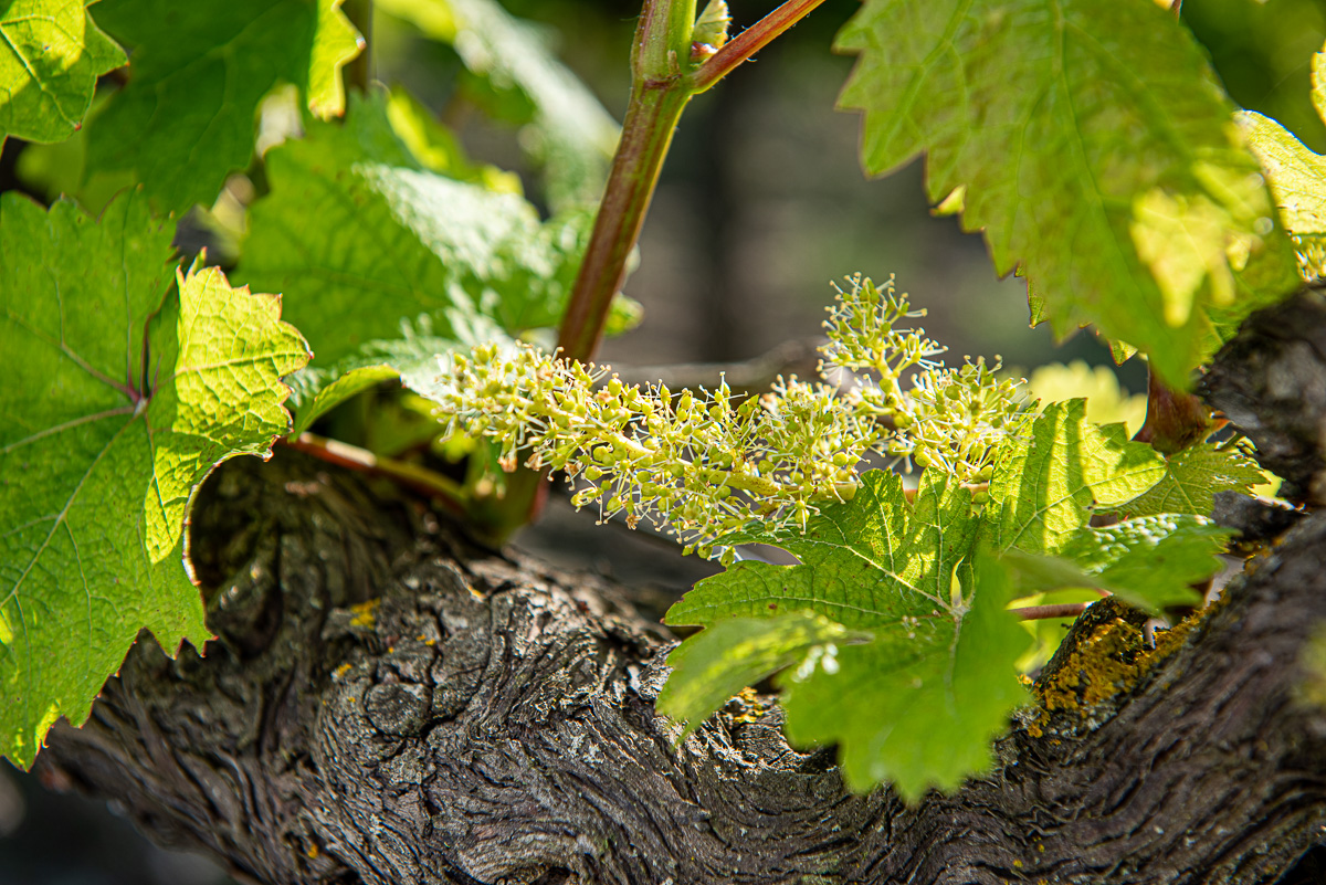 _DSC5526_web.jpg