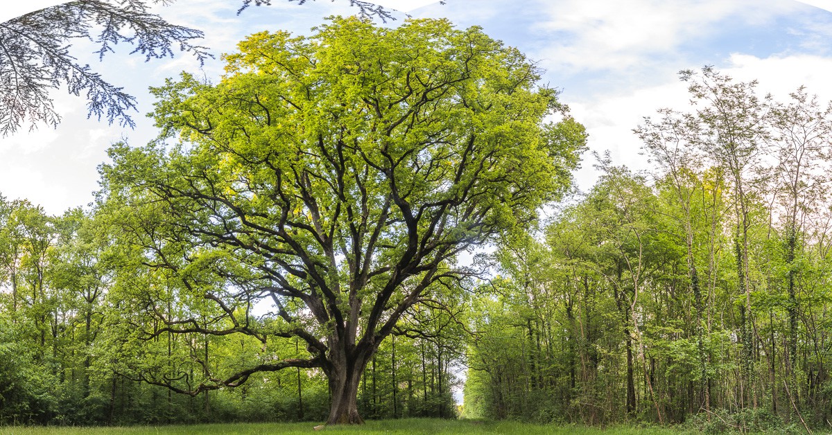 _D801450-Panorama.jpg